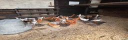 Chickens poultry for sale: POL Hybrid hens  - Advert 2