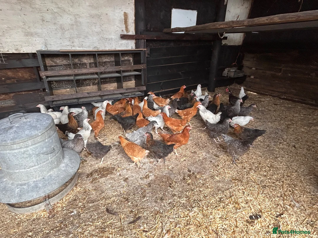 Chickens poultry for sale: POL Hybrid hens  - Advert 2