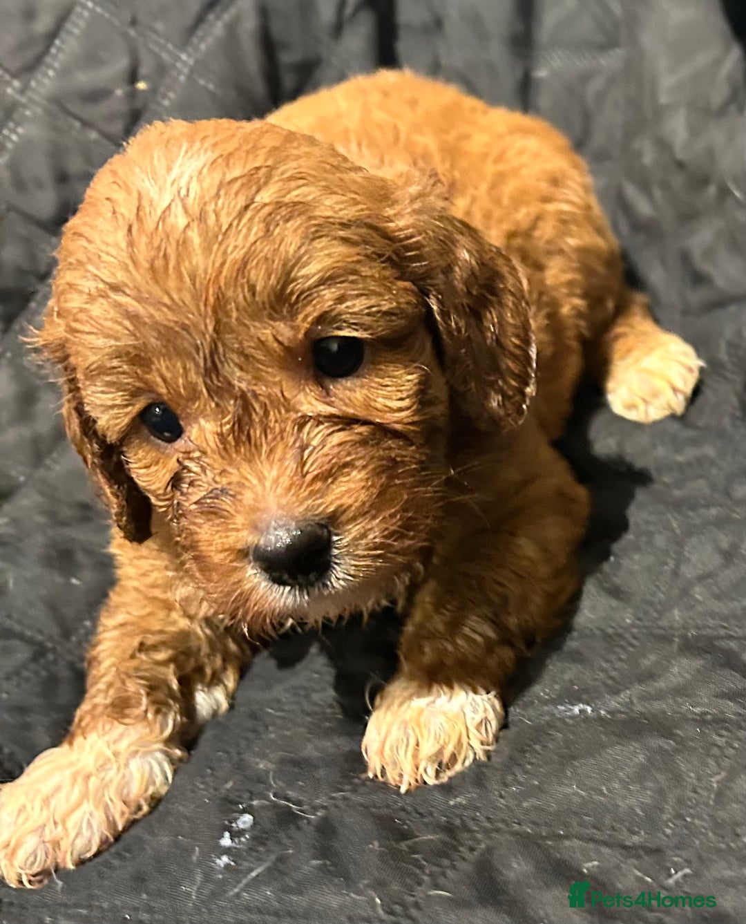 Cockapoo dogs for sale: STUNNING RED F1 TOY COCKAPOOS - Image 14