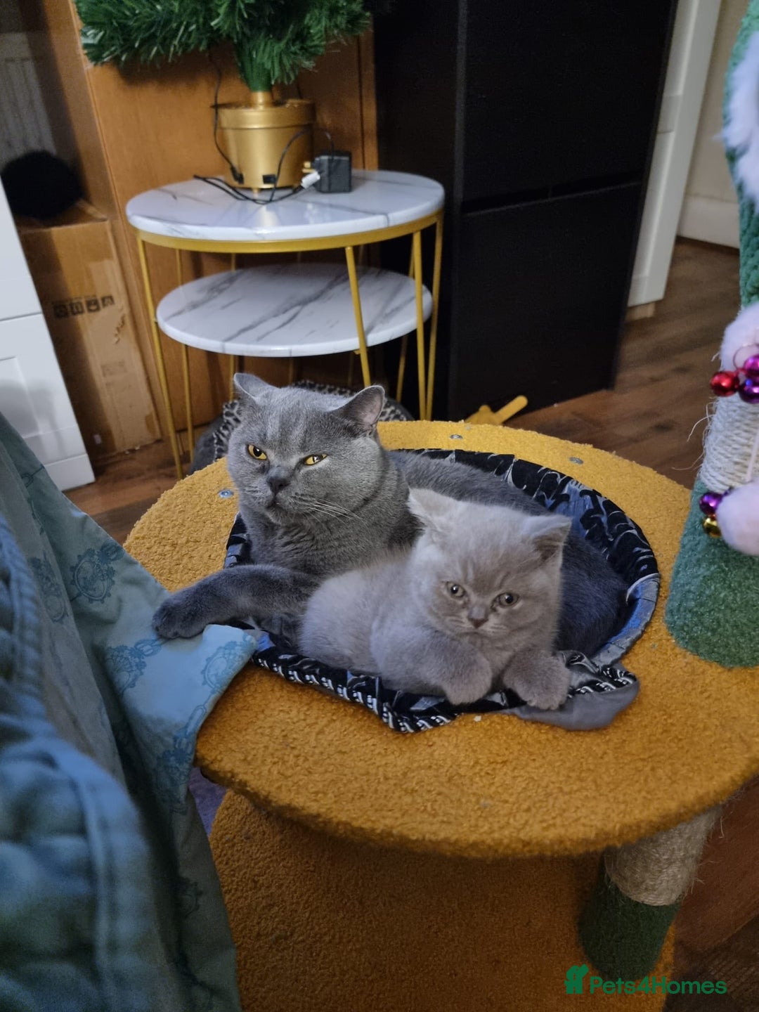 British Shorthair cats for sale: Lilac Blue Female British Shorthair GCCF Pedigree - Advert 12