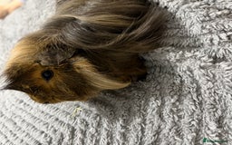 Guinea Pig rodents for sale: Boar (male guinea pig) - Advert 2