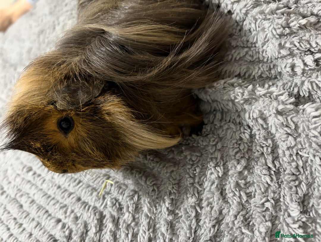 Guinea Pig rodents for sale: Boar (male guinea pig) - Advert 2