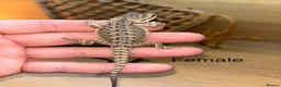 Bearded Dragon reptiles for sale: Friendly baby bearded dragons - Advert 7