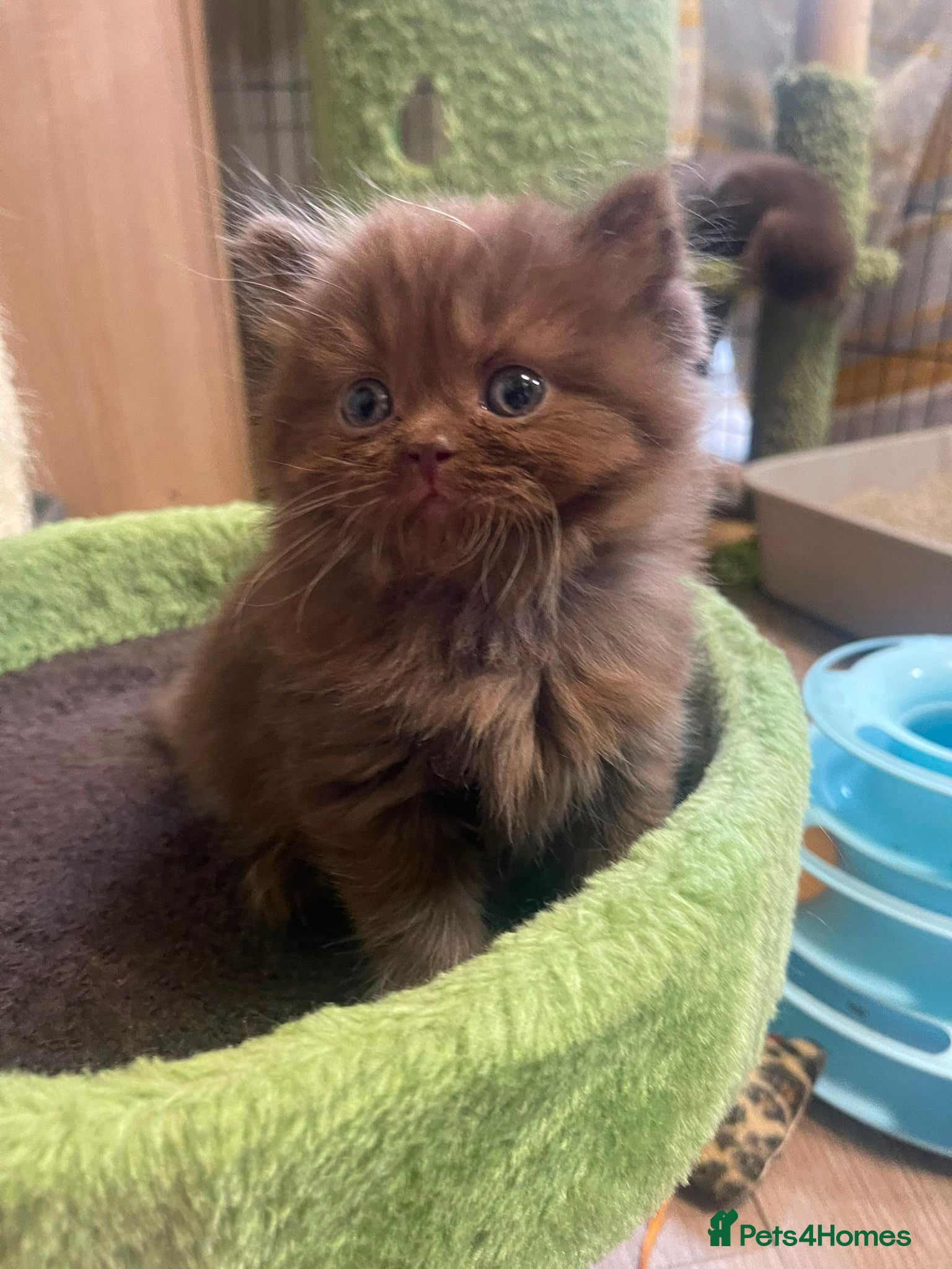 British Shorthair cats Chocolate  longhaired female kitten - Advert 1