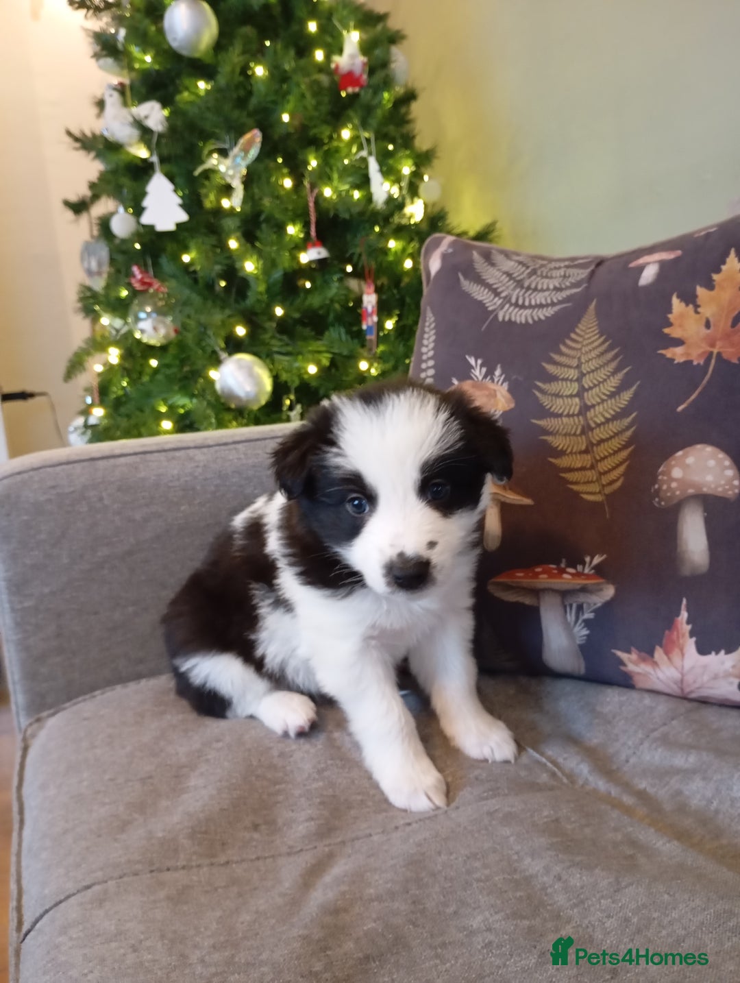 Border Collie dogs for sale: Stunning border collie babies - Advert 15