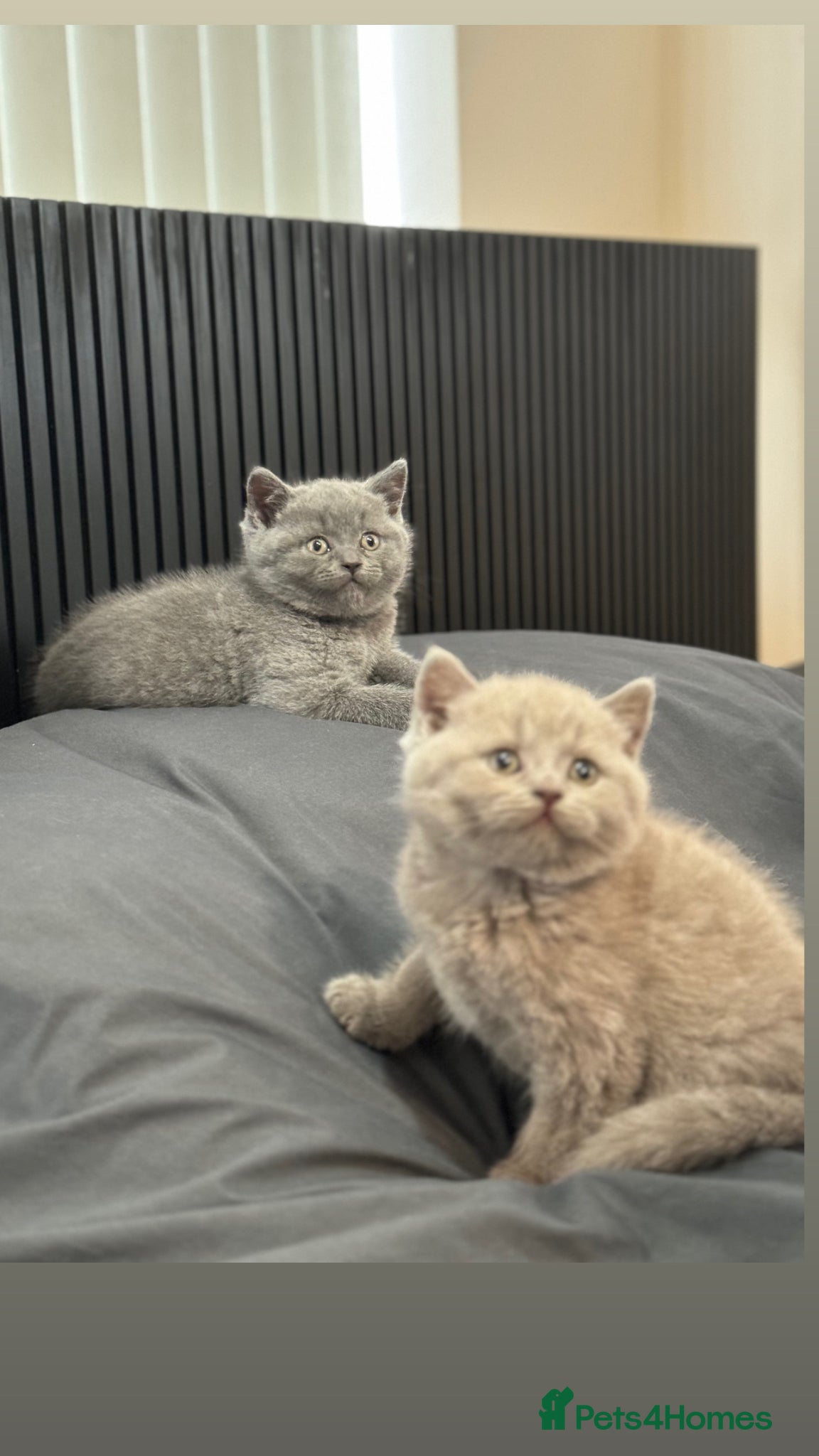 British Shorthair cats British Shorthair blue and lilacs - Advert 2