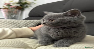 British Shorthair cats British shorthair  - Advert 3