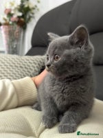 British Shorthair cats British shorthair - Advert 6