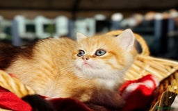 British Shorthair cats for sale:  **   ** : BSH Golden champion lines - Advert 7