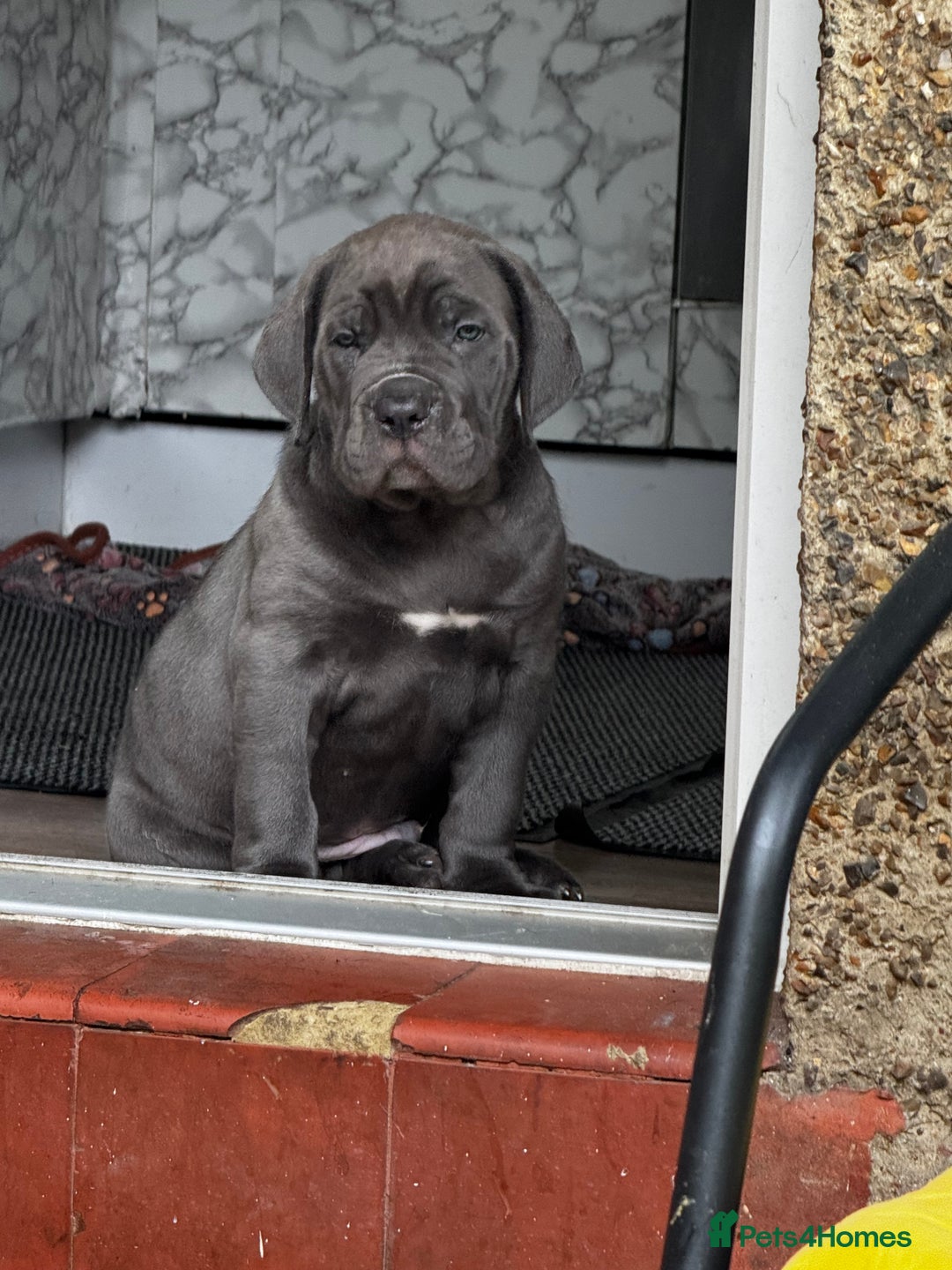 Cane Corso dogs for sale: Blue Cane corso - Image 5