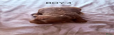 BOY 4