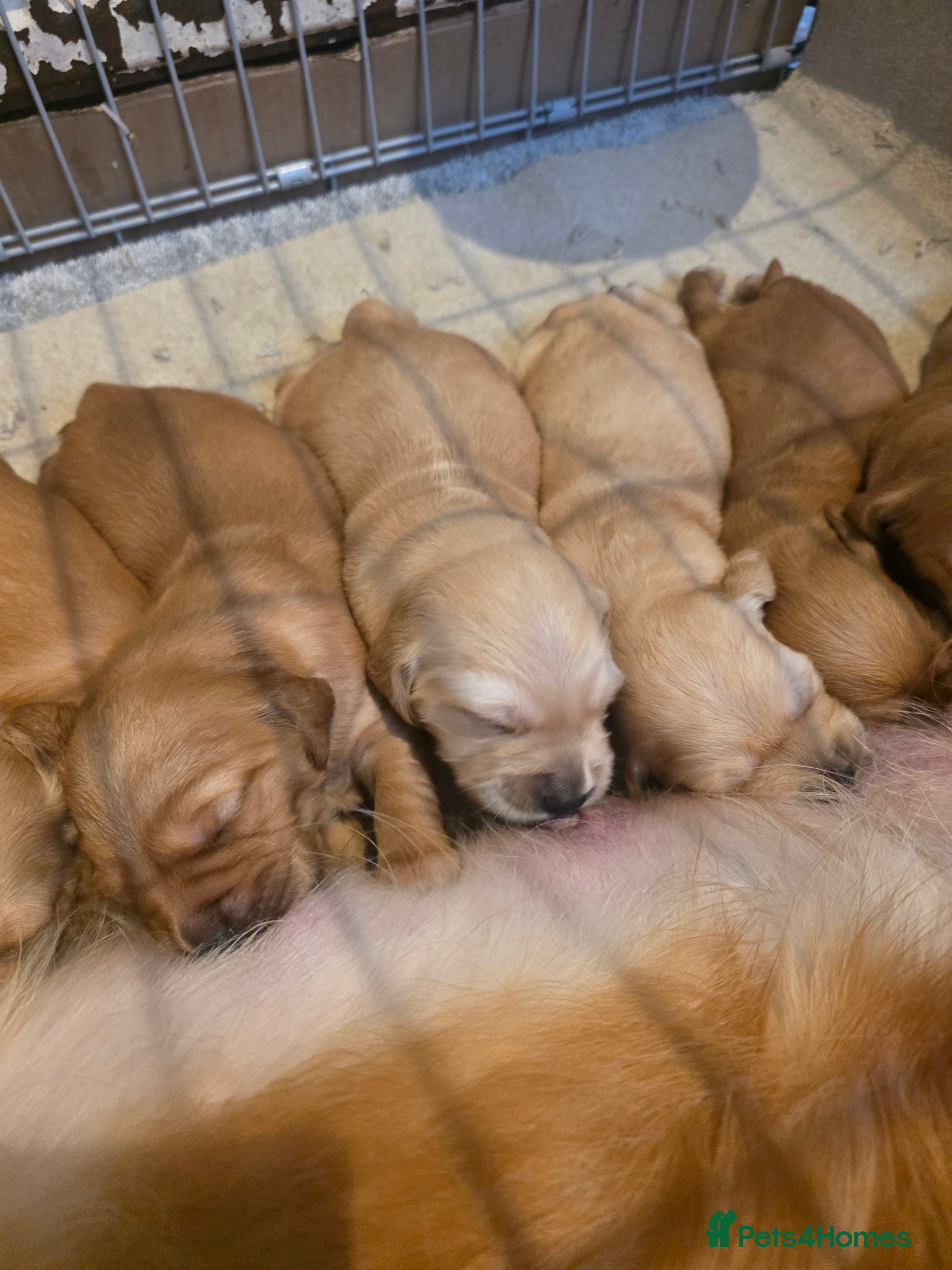 Golden Retriever dogs Kc registered red golden retrievers  - Advert 15