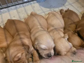 Golden Retriever dogs Kc registered red golden retrievers - Advert 15