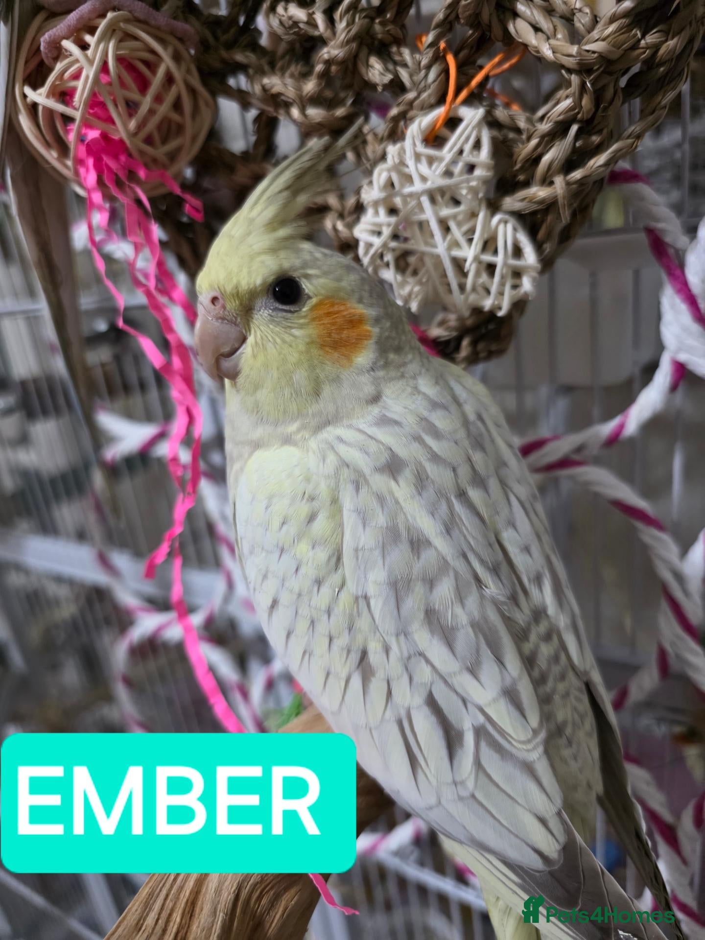 Cockatiels birds 8 week old female cockatiels - Advert 10