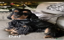 Cocker Spaniel dogs for sale: KC RIZI-BIZI show type European show champ lines - Image 14