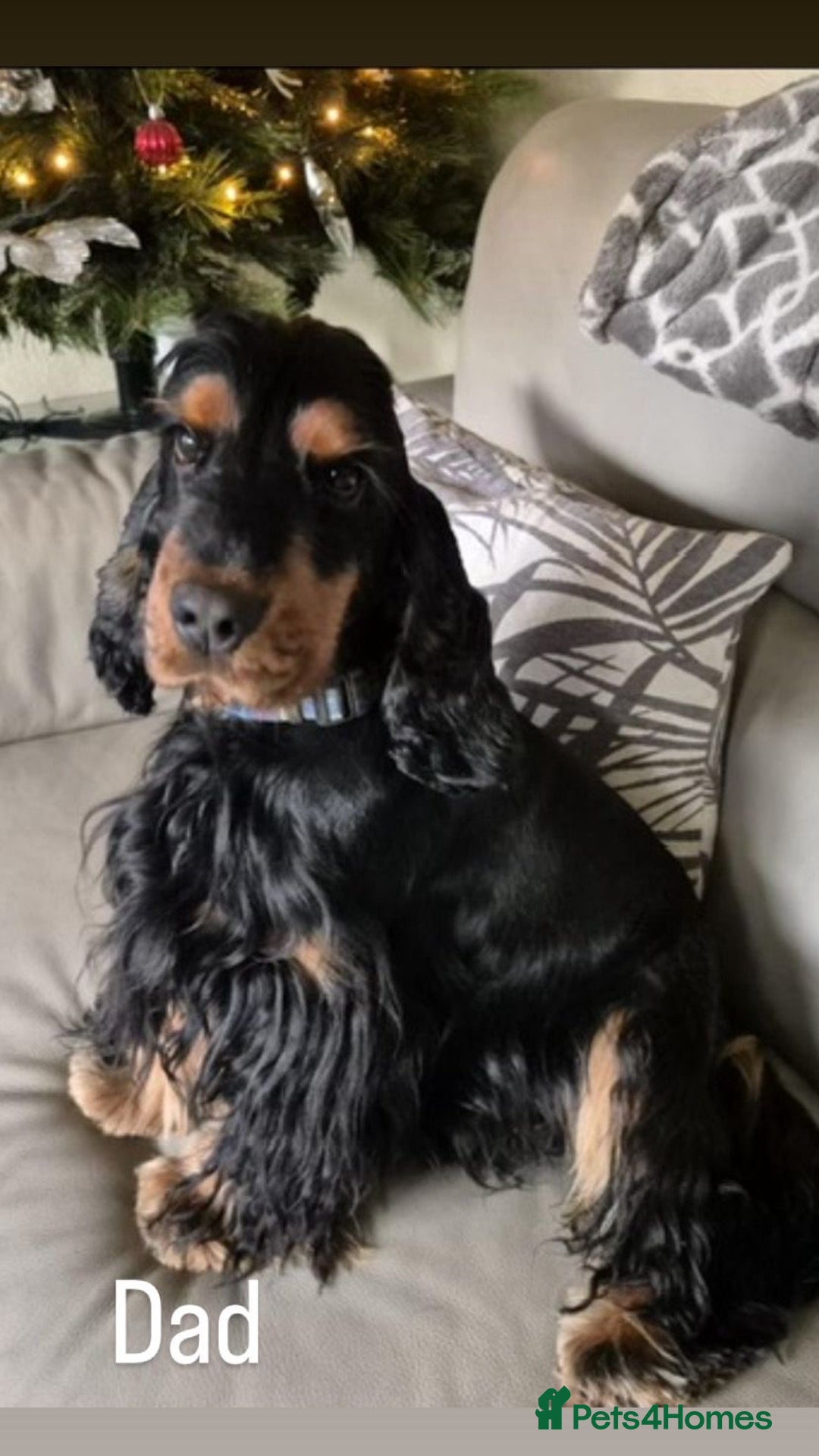 Cocker Spaniel dogs for sale: KC RIZI-BIZI show type European show champ lines - Image 14