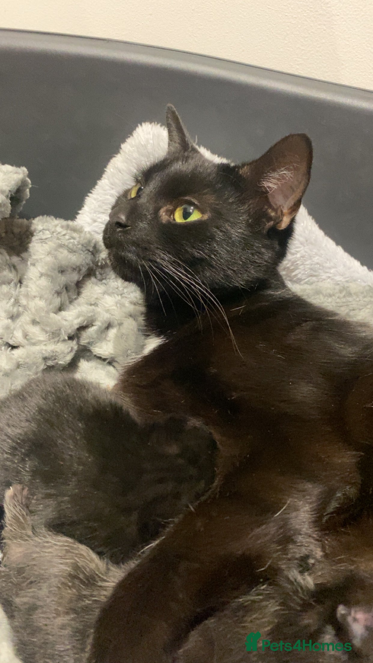 Mixed Breed cats male kitten - Advert 1