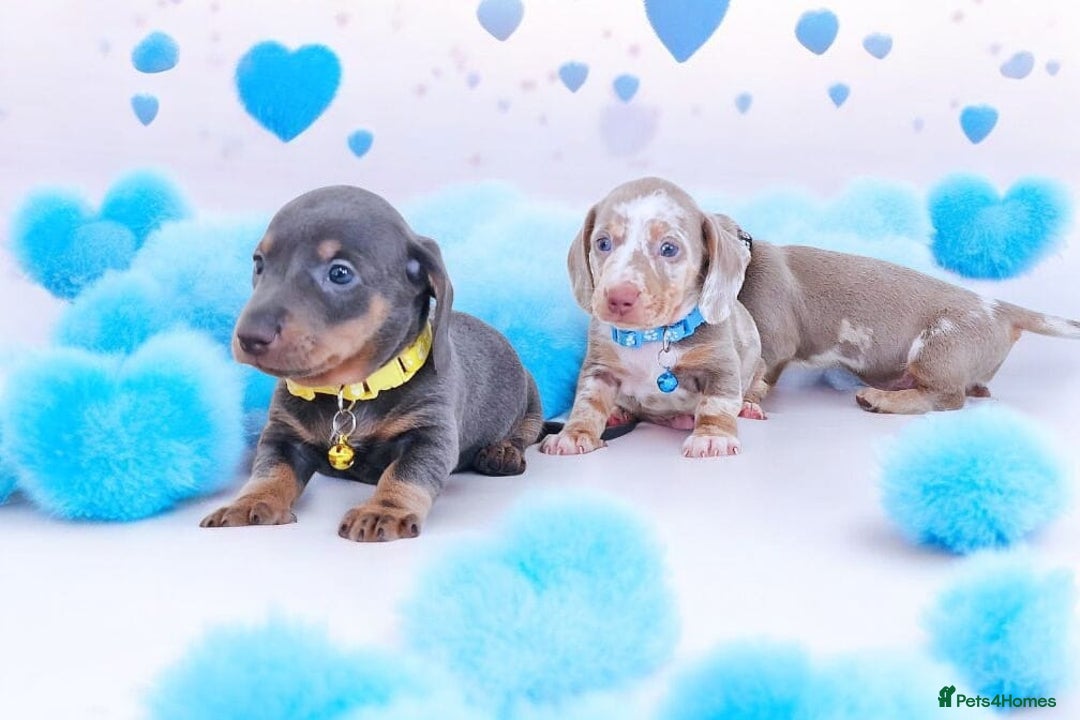 Dachshund dogs for sale: BLUE DAPPLE FEMALE AVAILABLE  - Image 11