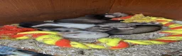 Ferret rodents for sale: Male ferret kits  in Newmarket - Advert 2