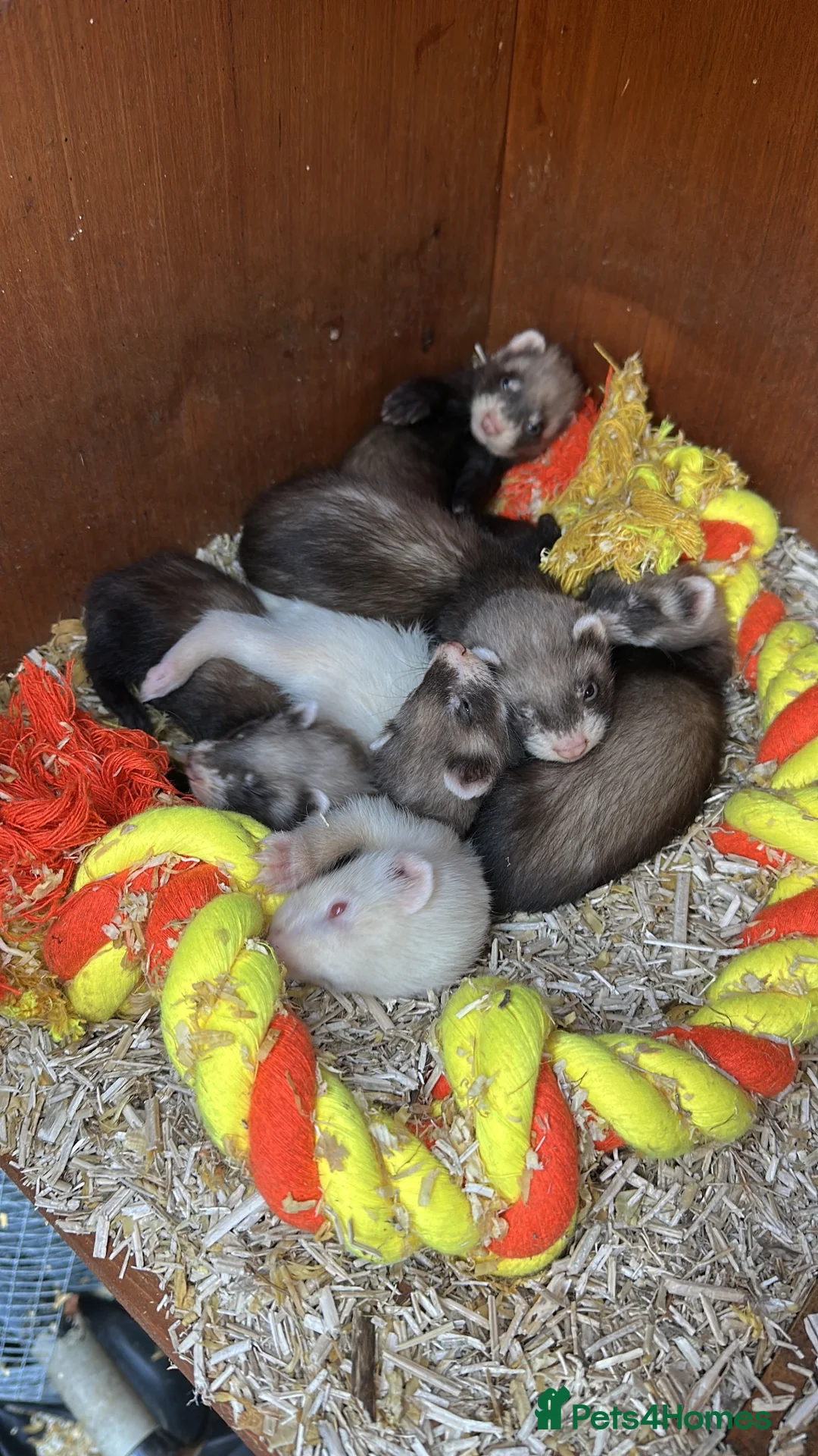 Ferret rodents for sale: Male ferret kits  in Newmarket - Advert 2