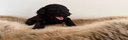 Mixed Breed dogs for sale: Toy x Miniature Poodle Puppies  - Advert 10