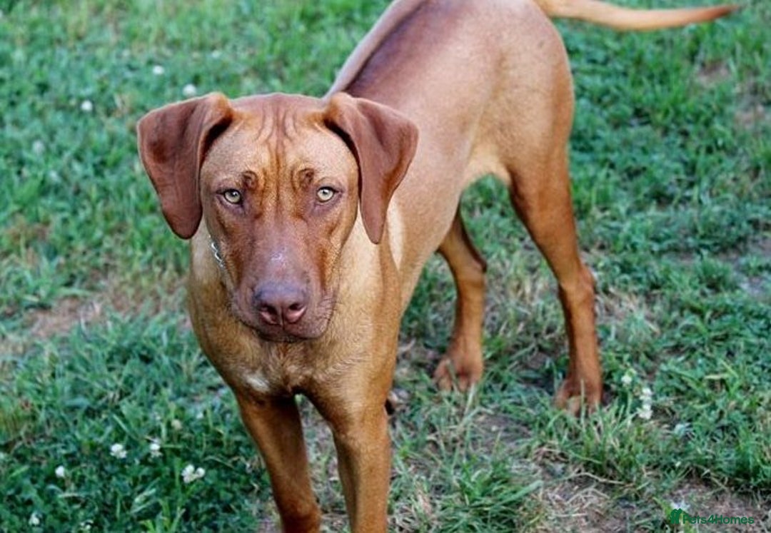 Rhodesian Ridgeback dogs for sale: Rhodesian Ridgeback Pups For Sale. - Image 6