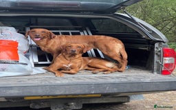 Labrador Retriever dogs for sale: KC REG FOX RED LABRADORS FOR SALE - Image 12
