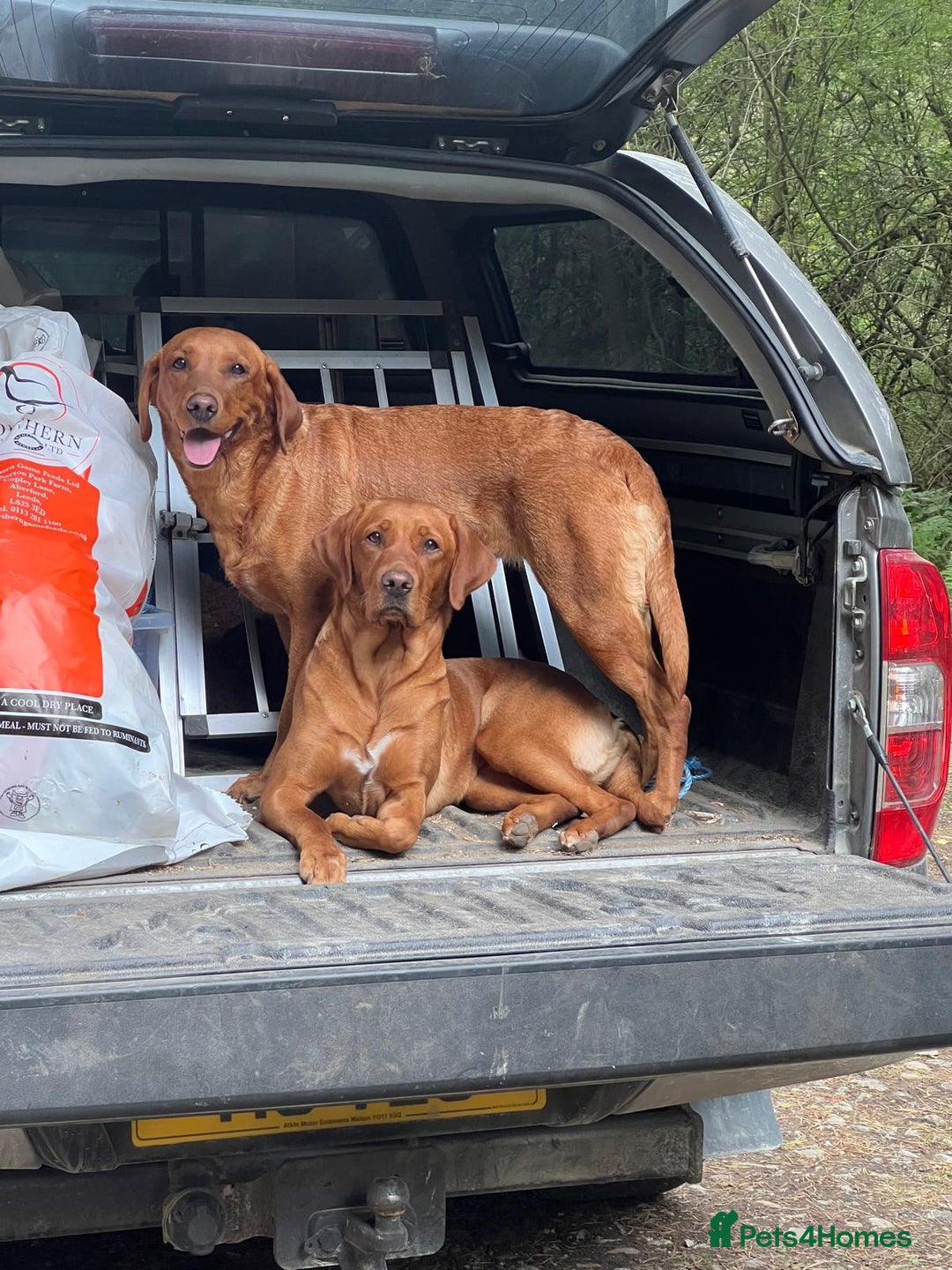 Labrador Retriever dogs for sale: KC REG FOX RED LABRADORS FOR SALE - Image 12