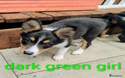 Mixed Breed dogs for sale: Beautiful Border collies/kelpie puppies - Image 2