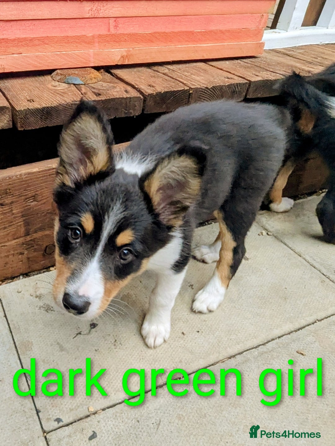Mixed Breed dogs for sale: Beautiful Border collies/kelpie puppies - Image 2