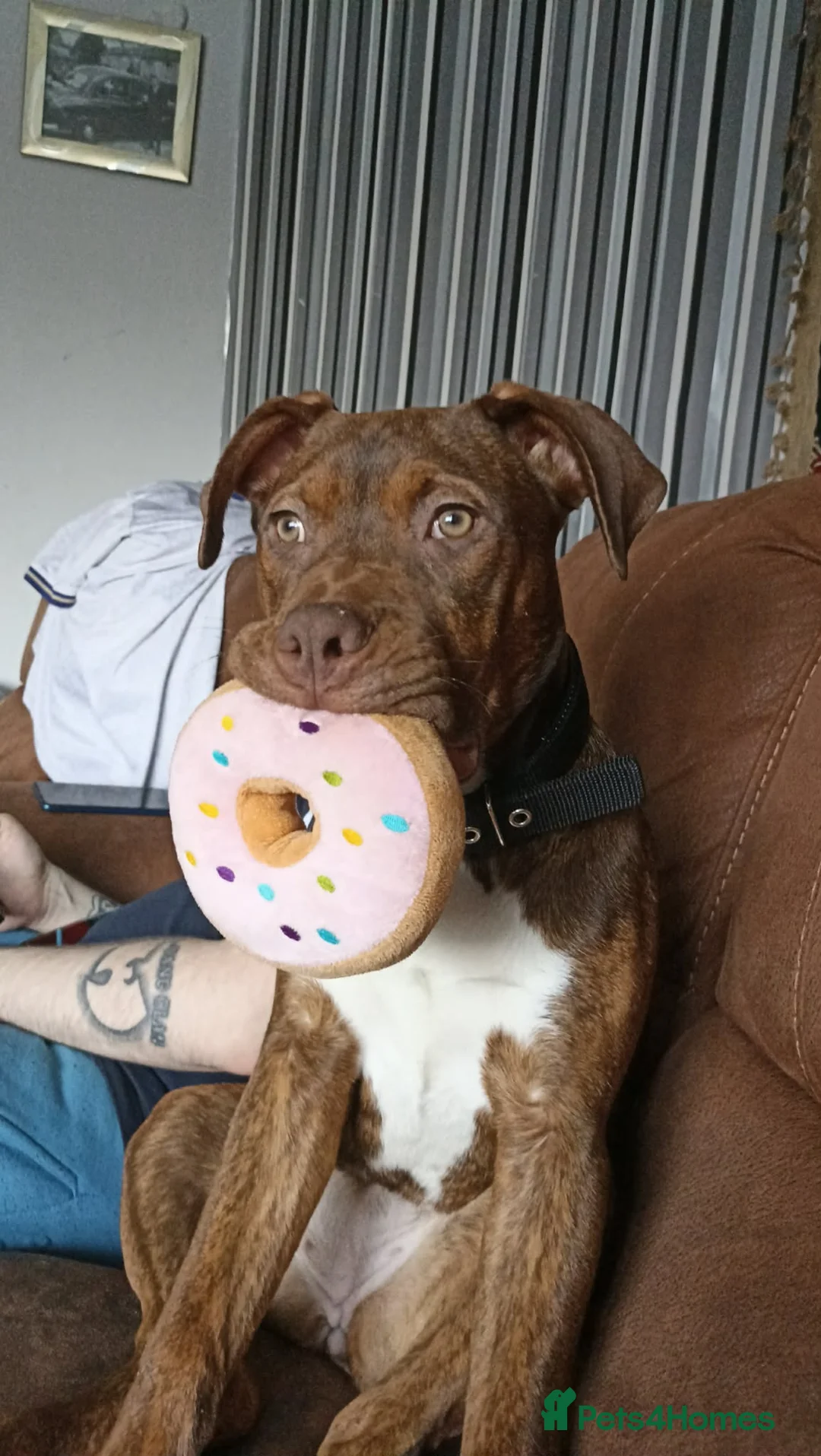 Mixed Breed dogs for sale: Whinnie  in Blackburn - Advert 5