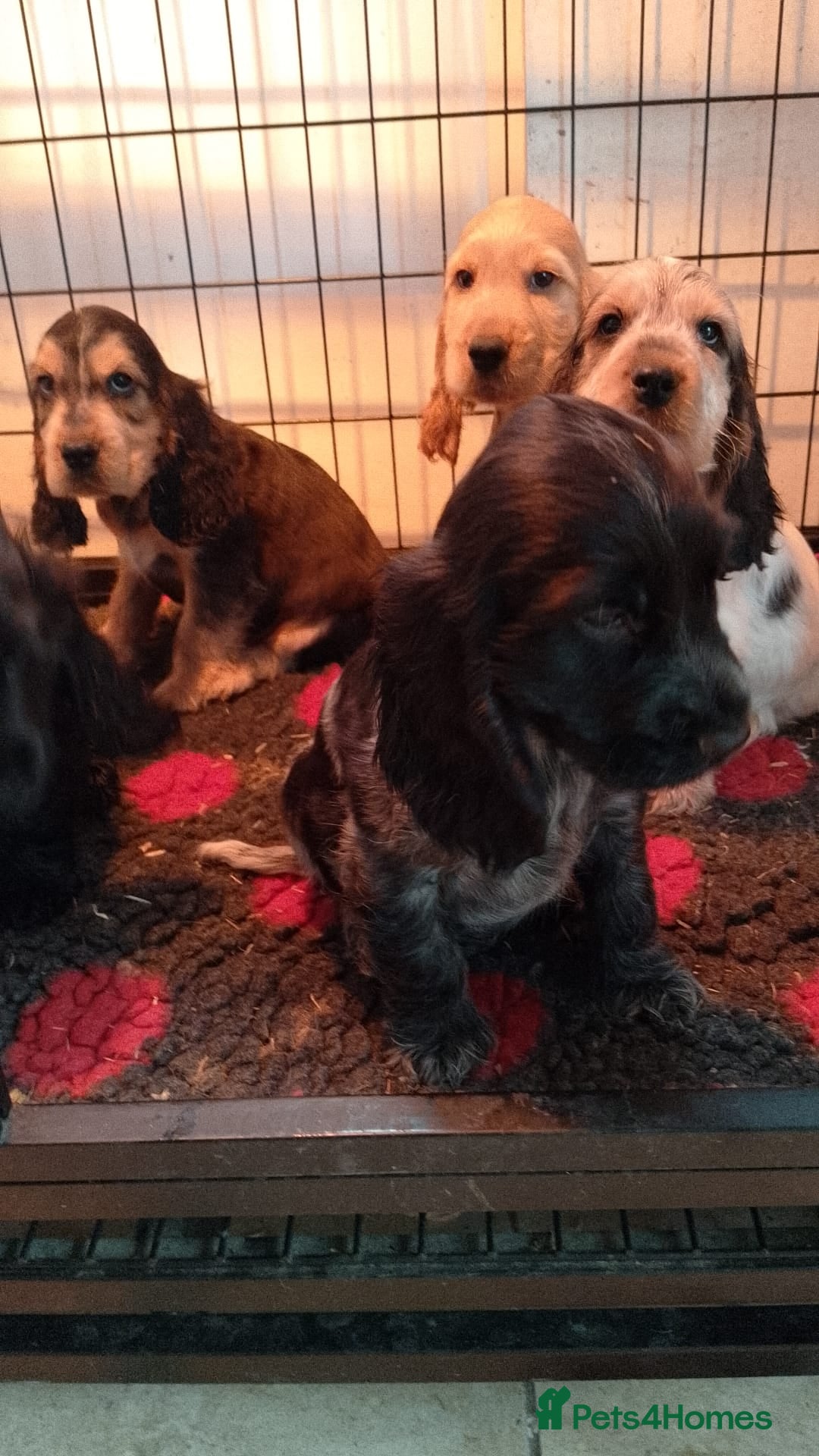 Cocker Spaniel dogs for sale: KC Registered Show type Cocker Spaniels  - Image 7