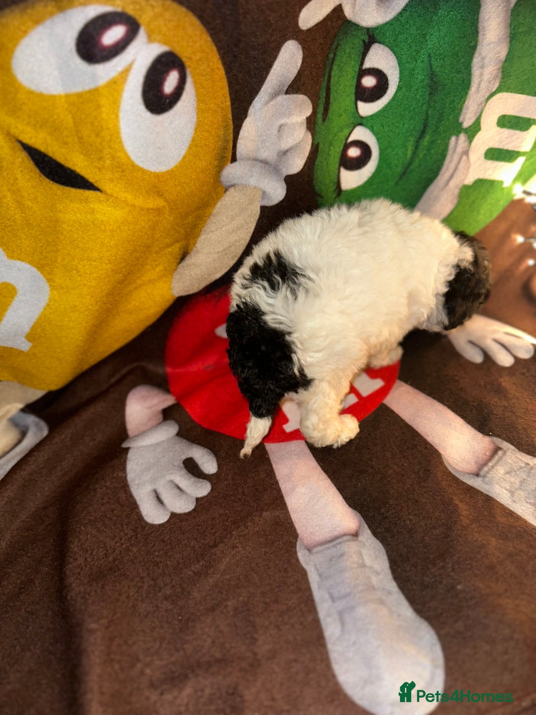 Cavapoo dogs for sale: Beautiful Rare F1b Cavapoos  - Advert 18