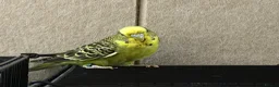 Budgerigars birds for sale: Beautiful budgies available  - Advert 11