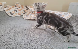 British Shorthair cats for sale: Ready to collect, Silver Tabby last 2 discounted in Rochester - Image 19