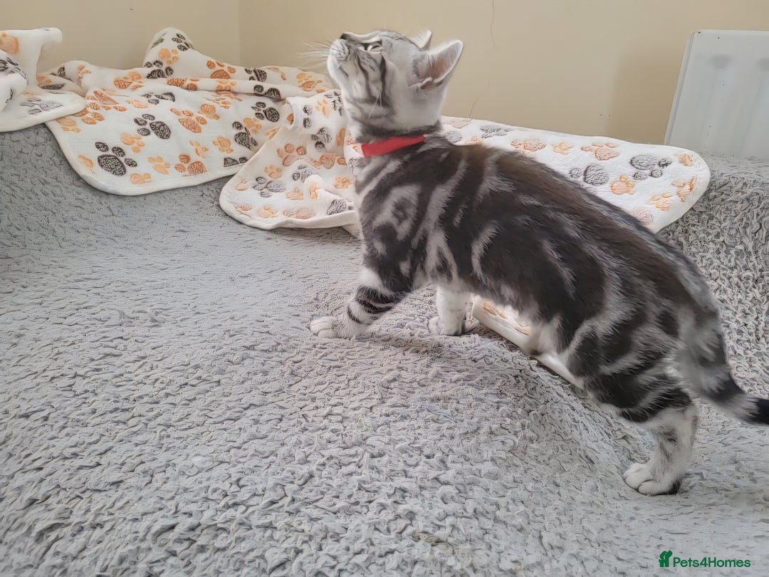 British Shorthair cats for sale: Ready to collect, Silver Tabby last 2 discounted in Rochester - Image 19