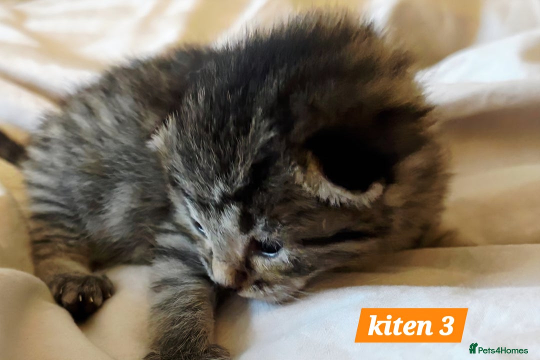 Scottish Fold cats for sale: Stunning Smoky Grey Kittens - Advert 12