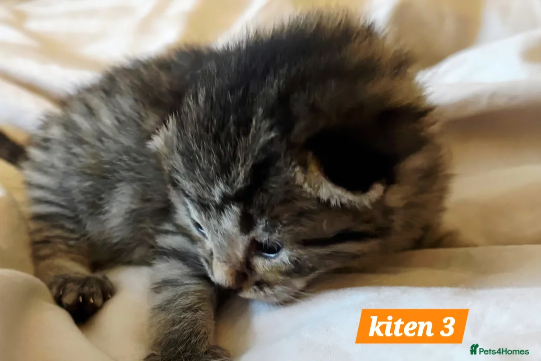 Scottish Fold cats for sale: Stunning Smoky Grey Scottish straight kittens - Advert 13
