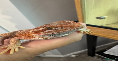 Bearded Dragon reptiles - Advert 6