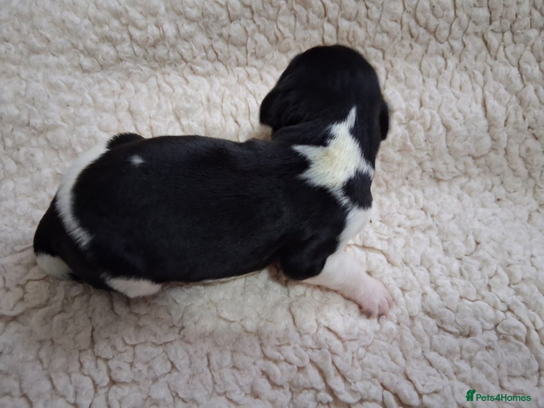English Springer Spaniel dogs for sale: 🐾KC Reg English Springer Spaniel Puppies for Sale - Advert 9