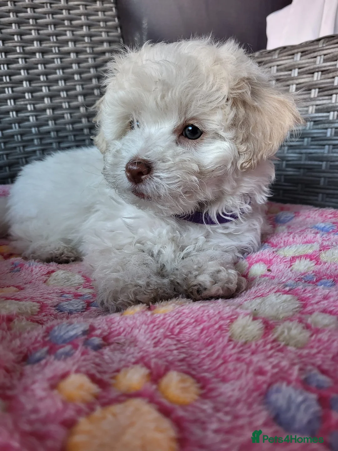 Poochon dogs for sale: Beautiful Poochon Puppies 🐶 READY TO GO - Advert 2