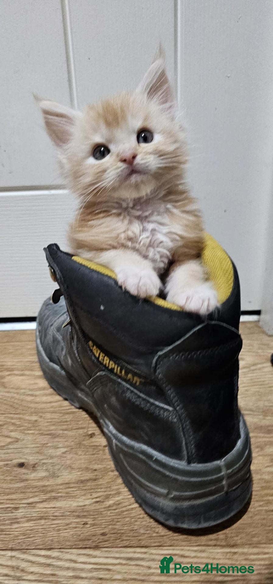 Maine Coon cats for sale: TICA Registered Maine Coons! - Advert 1