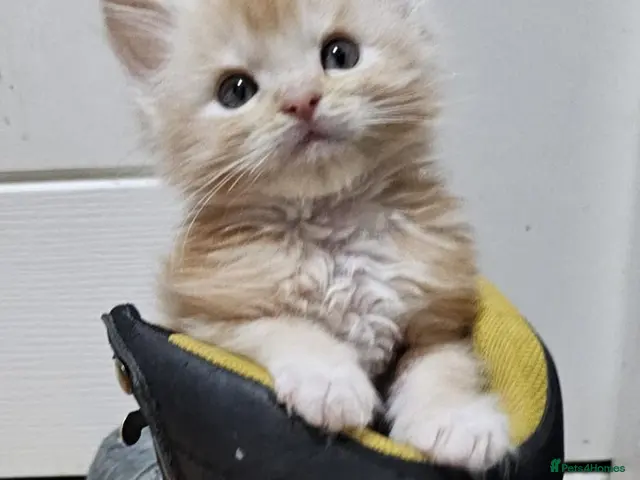 Maine Coon cats for sale: TICA Registered Maine Coons! - Advert 1