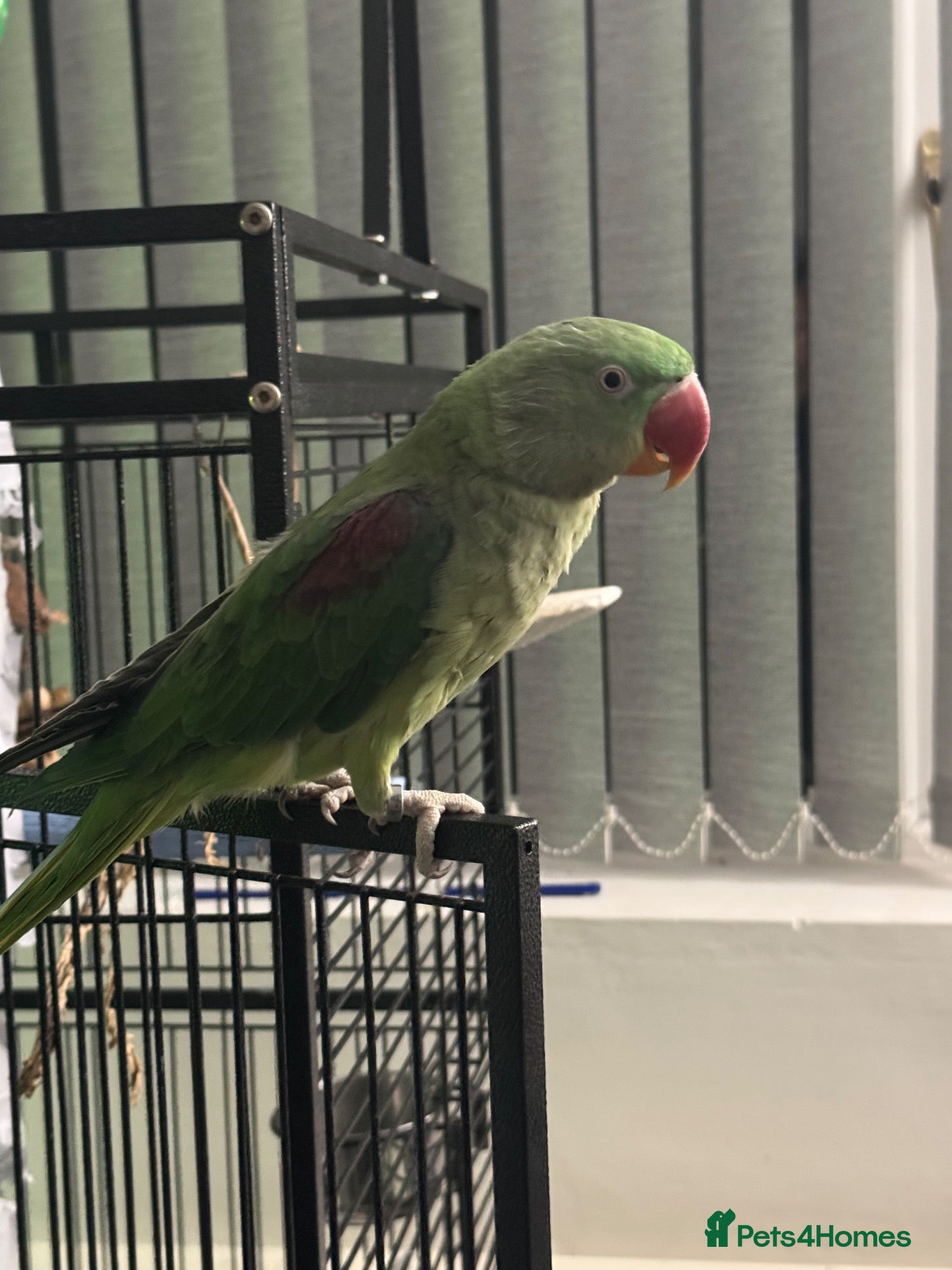 Parrots birds Young Female Alexandrine - Advert 2