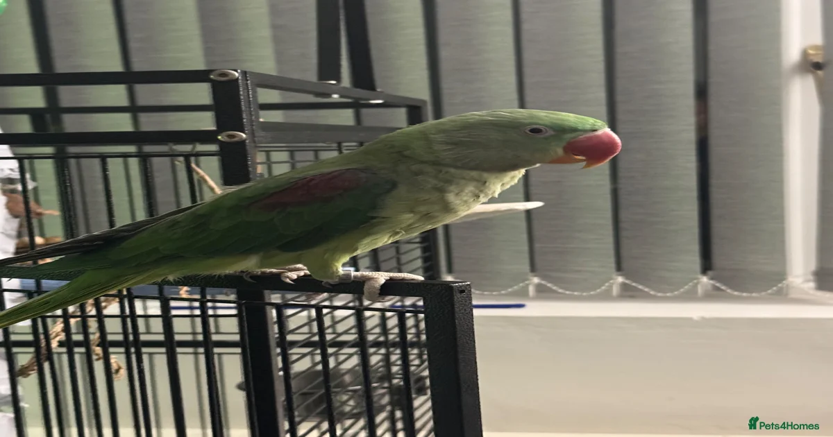 Birds for sale in Hull, East Riding of Yorkshire | Pets4Homes