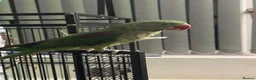 Parrots birds for sale: Tame Young Female Alexandrine - Advert 1