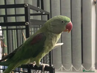 Parrots birds Young Female Alexandrine - Advert 1