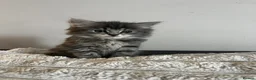 Mixed Breed cats for sale: Adorable fluffy kittens  - Advert 7