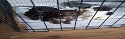 Cockapoo dogs for sale: Cockapoo pups - Advert 29