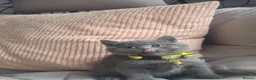 British Shorthair cats for sale: Beautiful British Shorthair Kittens  - Advert 13